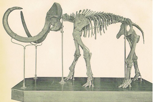 Das Bornaer Mammut im Völkerkundemuseum Leipzig, 1912 (Völkerkundemuseum Leipzig)
