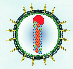 Schematische Darstellung des Borna Disease Virus (BDV), (Institut für Virologie der Justus-Liebig-Universität Giessen)